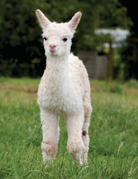 baby alpaca white colour