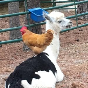 red hen resting on the back of a white alpaca with a black spot