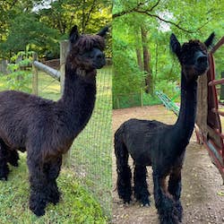 Manowar a black alpaca before and after being sheared