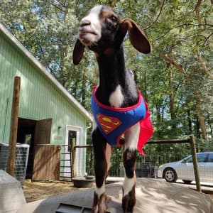 baby goat wearing superman cape