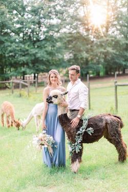 a couple celebrating their engagement with an alpaca