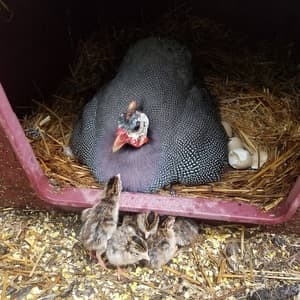guinee hen with babies