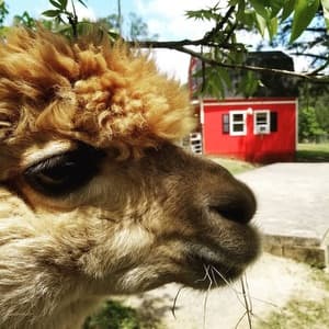 close up of a beige alpaca's head with a red barn in the background