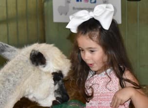 little girl with dark hair and a big white bow petting a white baby alpaca